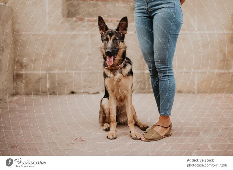 Adorable german shepherd with owner on street adorable aged pet dog breed animal city cute cobblestone lying friend stroll leisure cool canine mammal funny