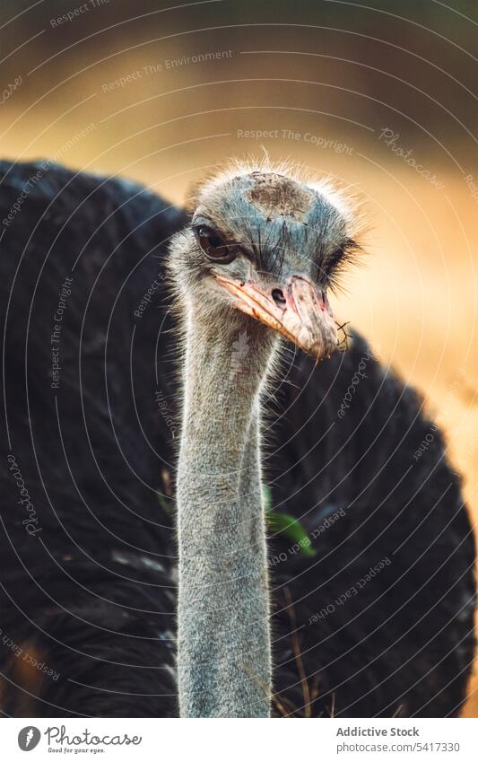 Amazing ostrich in nature national park ethiopia wild bird africa animal safari reserve wildlife conservation avian head huge large big countryside neck fauna
