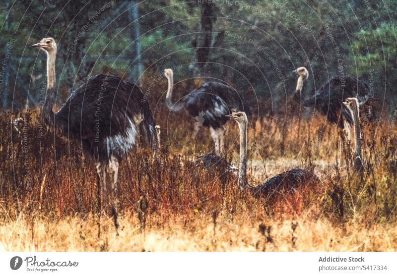 Ostriches grazing in nature ostriches national park grass savanna ethiopia wild bird africa animal safari reserve wildlife conservation avian huge large big
