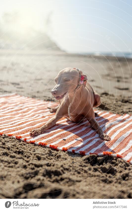 Puppy playing on beach towel at seashore puppy water seaside cute friendly dog playful sunny collar pet animal running game funny curious active domestic little