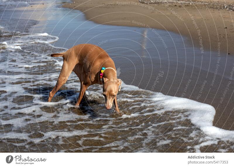 Puppy playing in water of seaside puppy beach cute friendly dog playful sunny collar seashore pet animal running game funny curious active domestic little
