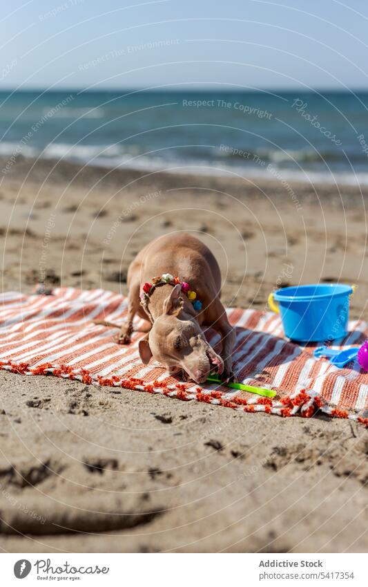 Cute puppy playing on beach in sunny day cute dog playful toy rug sandy sunlight pet animal game funny curious active domestic little collar lovely friend