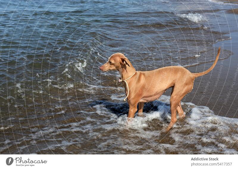 Puppy playing in water of seaside puppy beach cute friendly dog playful sunny collar seashore pet animal running game funny curious active domestic little