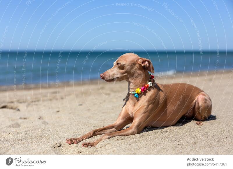 Little italian greyhound dog in the beach Italian piccolo sea summer sunny holidays vacation sunny day play playing Canine sand animal blue galgo portrait funny