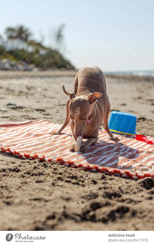 Cute puppy playing on beach in sunny day cute dog playful toy rug sandy sunlight pet animal game funny curious active domestic little collar lovely friend