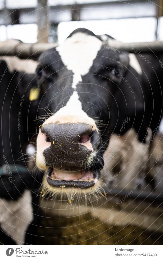 Mooing cow with beard in barn Cow Milk Animal Beard hair Facial hair Black White Farm organic Muzzle Funny Netherlands dutch milk production