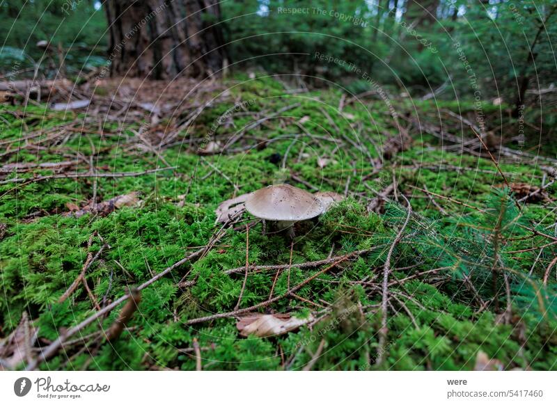 colorful mushrooms on the mossy forest floor Mossy Young copy space eukaryotic foliage fungus nature organism wild