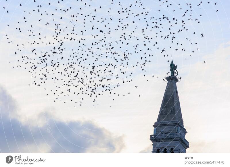 A flock of starlings flies in the evening as a migratory bird around the tower of the church of St. Euphemia in the town of Rovinj in Croatia Sea Water animal