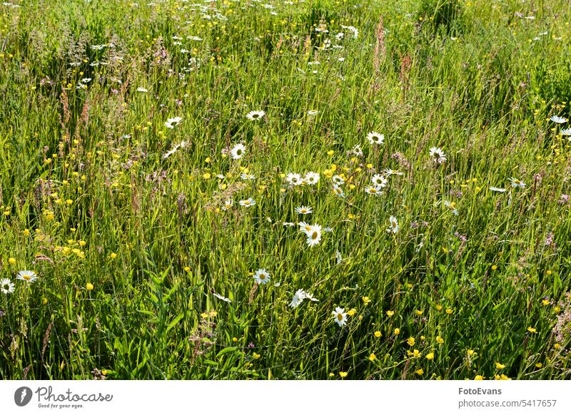 Green meadow with daisies  in nature Asteraceae spring natural blossom day field flower botany summer flora Close-up sunlight yellow petals white copy space