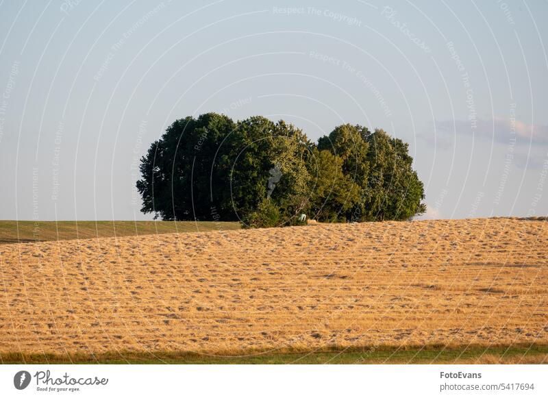 Harvested grain field with a few trees Horizon Copy Space Landscape Day Meadow Background Clouds Trees Summer Country cornfield Outside Weather Backgrounds Sky