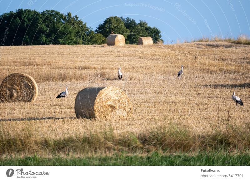 Storks ( Ciconiidae ) on a stubble field between hay bales white stork nature day vertebrates straw swarm animal agriculture rattle stork a lot bird outdoors