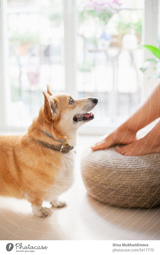 welsh corgi dog Pembroke looking at his owner at home, smiling. Modern apartment interior with a green plant.  Cozy millennial lifestyle. Morning with dog.