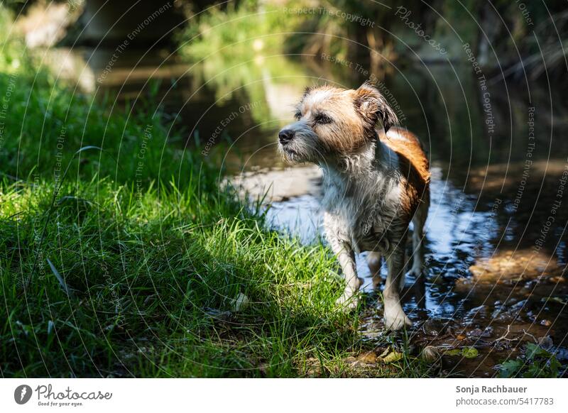 A small terrier dog stands in a stream. Cooling down. Dog Pet Animal Terrier Brook Stand Animal portrait Summer Water Grass Green Nature Sunlight Shadow