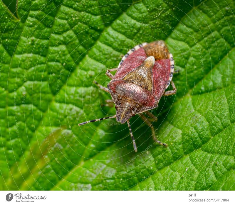 Sloe bug sloe bug hairy shieldbug shield bug pentatomidae stink bug insect animal fauna detail closeup macro outdoor nature natural Dolycoris baccarum