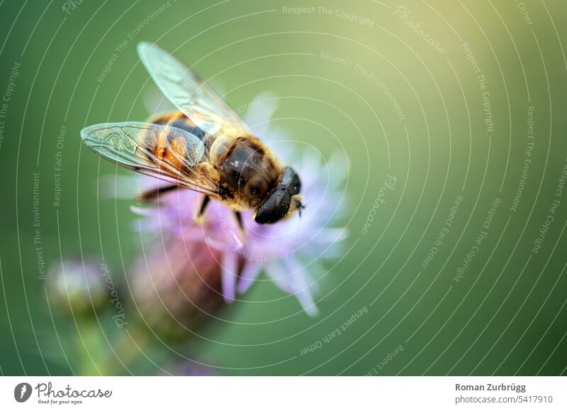 Bee on purple flower drinking nectar Insect Animal Blossom Flower Nature Nectar Honey bee Diligent Fragrance Farm animal Summer Deserted Copy Space right