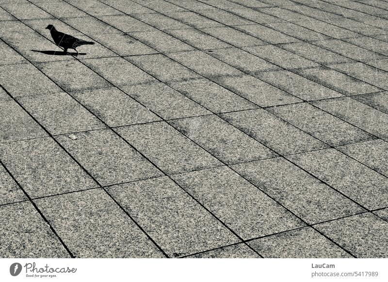UT Bock auf Bochum | Nix wie weg Pigeon pavement Pedestrian precinct Paving stone run Shadow Bird Animal off Street Flee Escape Gray Town