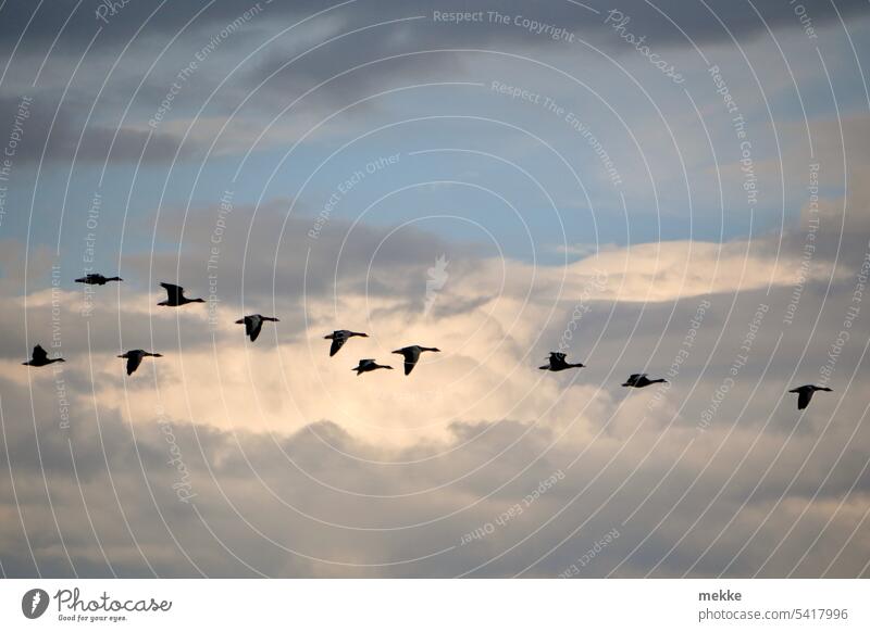 Together above the clouds geese birds wild geese Clouds Sky Flock of birds Freedom Flight of the birds Above the clouds cloud tower Migratory bird