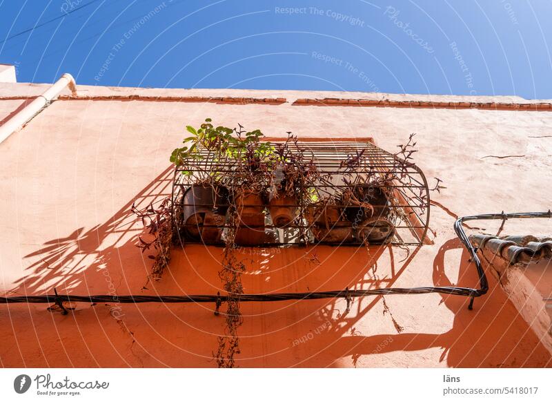 urban gardening Urban gardening Morocco Marrakesh House (Residential Structure) Window Deserted Copy Space top plants Plants in front of the window Facade