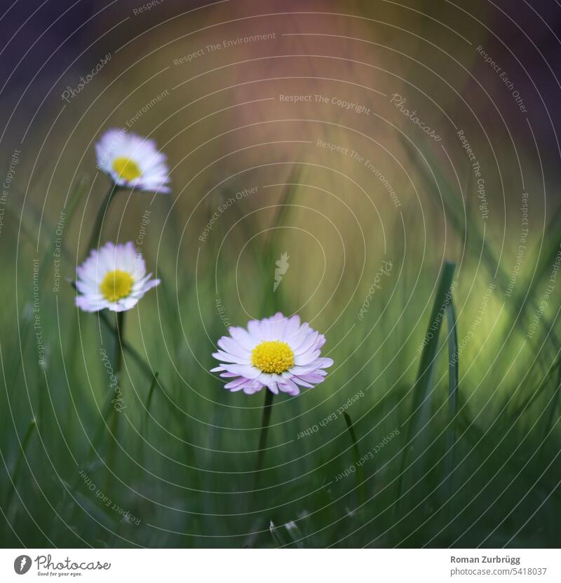 Three daisies in soft evening light Bellis perennis Daisy Flower Summer Nature Blossom Close-up White Yellow Plant blossoms Affection Meadow Garden