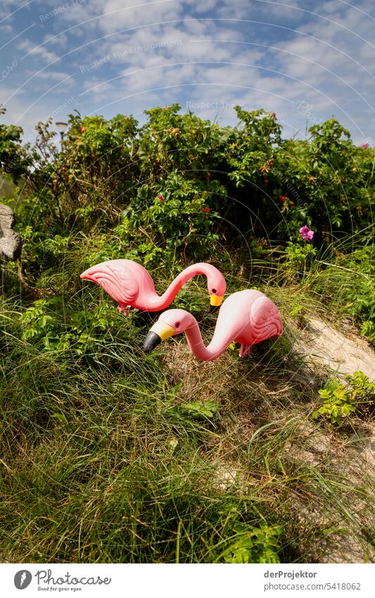 Flamingos in the green in Denmark Structures and shapes Nature reserve Subdued colour Copy Space left Copy Space right Copy Space top Central perspective