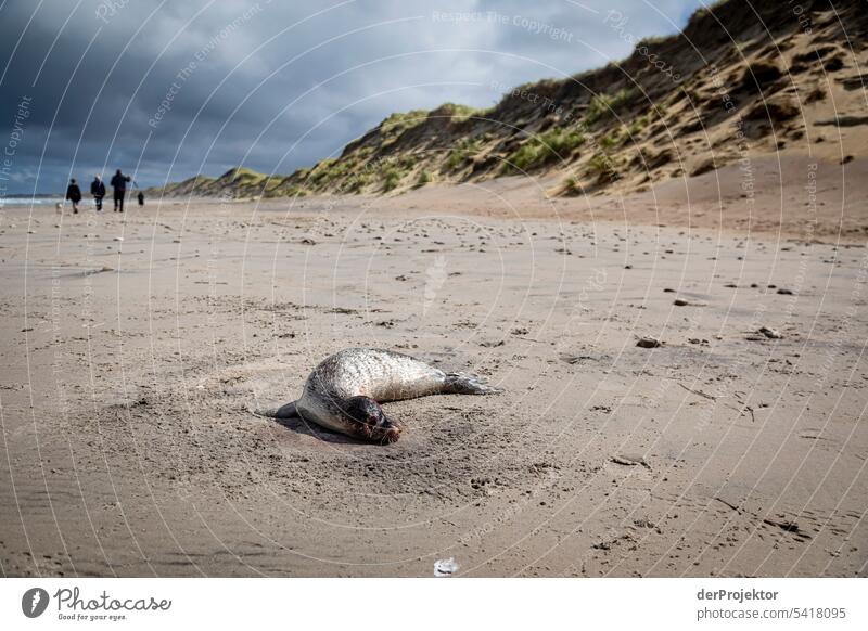 Dead seal on Vorupør beach To go for a walk Idyll Tower Summer's day Vacation photo Summery Nature Vacation destination cold hawaii North Sea coast