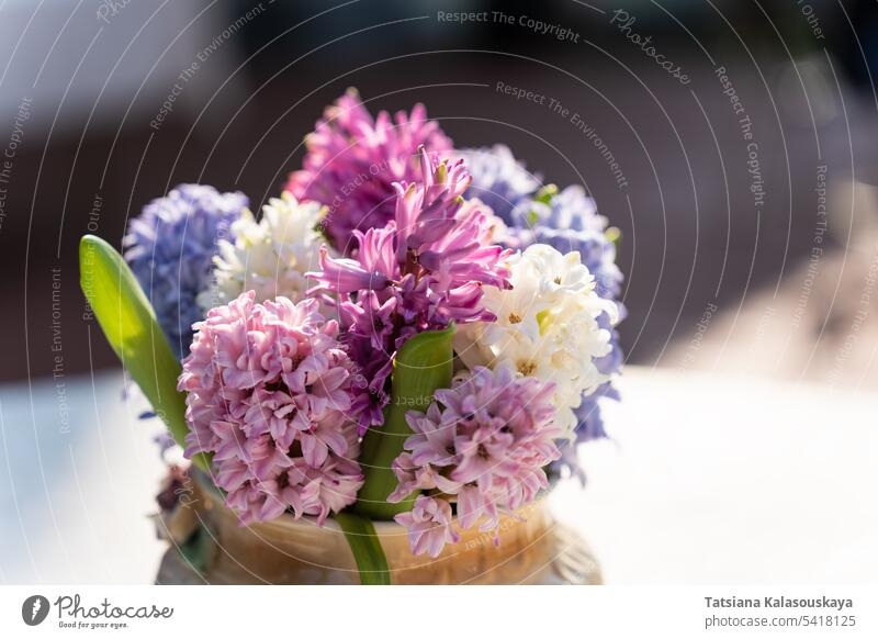 Shallow depth of field on a bouquet of hyacinths of different colors in a porcelain vase on the table, selective focus hyacinths hyacinth beautiful flora