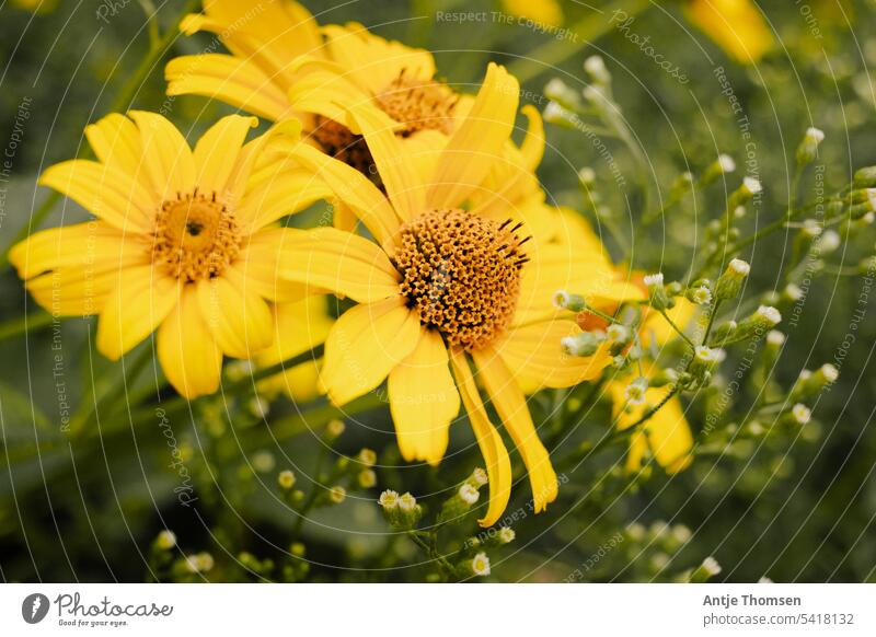 Sun eye with Canadian professional weed Sunny Eye false sunflower bouquet of flowers perennial sunflower Yellow Flower Summer Blossom Blossoming Garden Close-up
