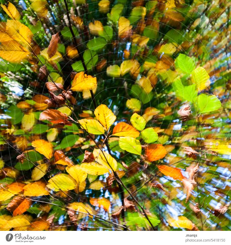 Stormy autumn Autumn Seasons Nature Leaf Close-up colourful Colour motion blur Yellow Green Orange Abstract To fall Wind stormy Beautiful weather