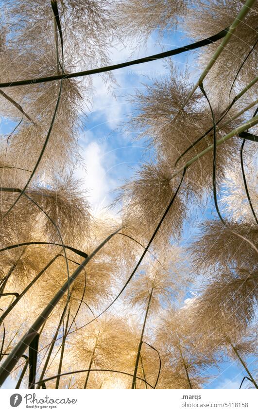 cane Plant Common Reed Blossoming Sky Marsh plant blades of grass reed reed grass Delicate Aquatic plant Worm's-eye view Soft Beautiful weather