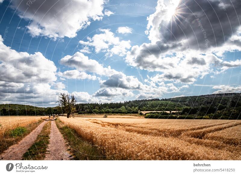 a long way Lanes & trails Grain Field Grain field Summer Agriculture Nature Cornfield Landscape Environment Plant Agricultural crop Harvest idyllically Idyll