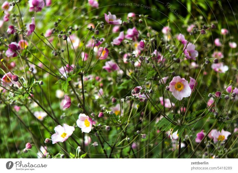 autumn anemones blossom Blossom Twilight Relaxation Harvest holidays Garden Hedge allotment Garden allotments bud composite Deserted Nature Plant tranquillity