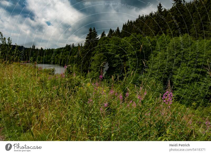 Dark clouds in the sky, the lake is surrounded by fir forest in the background and on the right edge of the picture,. In the foreground are grasses and wildflowers, not much can be seen of the lake.