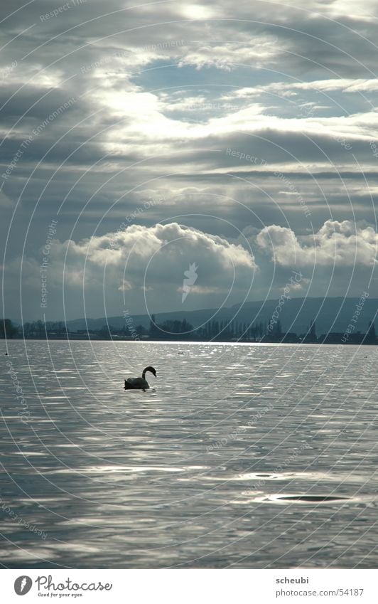 Swan-en-lakes Lake Moody Animal Clouds Light Water Sun