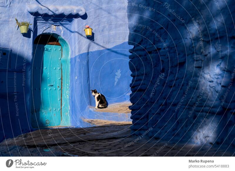 Cat in front of blue wall in Chefchaouen, Morocco cat doorway chefchaouen moroccan morocco animal pet paint domestic colorful rustic architecture town ancient