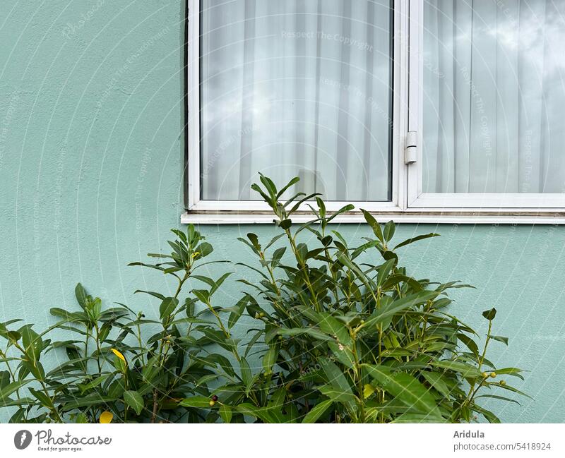 Mint green facade with white double window, there is a cherry laurel in front of it Green Facade Wall (building) Window House (Residential Structure) Building