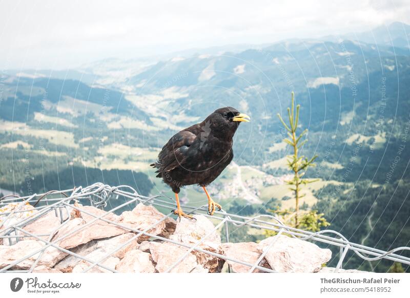Mountain jackdaw sits on wall and begs Bird Black Jackdaw mountain daw Beg Animal Exterior shot Flying Beak Animal portrait 1