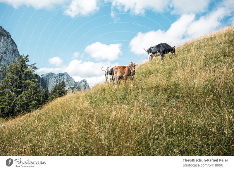 Cows on pasture with mountains in background Hiking Vantage point Mountain Switzerland Nature Landscape Alps Exterior shot Colour photo Tourism Clouds