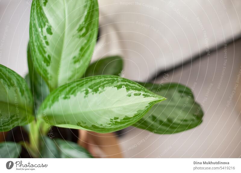 green plant leaves closeup at home. Growing houseplant and urban jungle hobby. Tropical home decor. gardening water natural background leaf drop growth clean