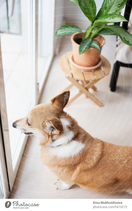 welsh corgi dog Pembroke looking out of window at home. Modern apartment interior with a green plant.  Cozy millennial lifestyle. pembroke Purebred Purebred dog
