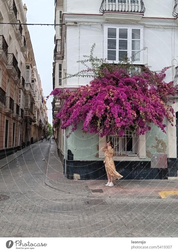 A woman in a dress smells the flowers and blossoms hanging down onto the street in front of a house facade. A street scene in Cadiz, Andalusia. Street Scene