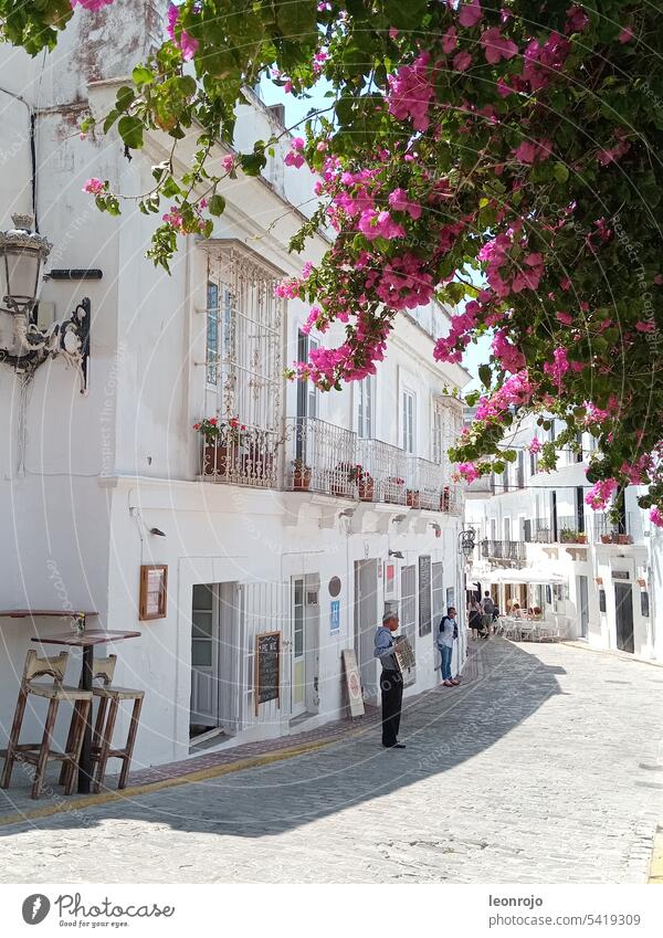 A street scene in the alleys of Tarifa during lunchtime. A street musician plays his accordion in the shade of the wall of houses. Into the picture rise from above the blooming pink violet flowers