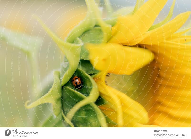 Ladybug hiding in the sunflower Sunflowers Summer Nature Yellow Exterior shot Agriculture naturally Blossom Flower Green Bright Ladybird pretty Floral