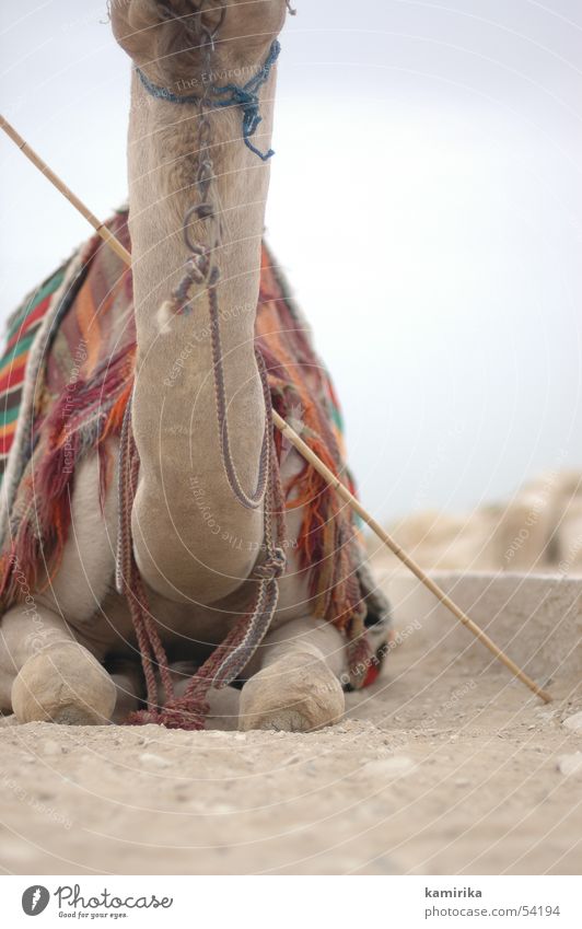 without Egypt Camel Dromedary Dry Cloth Africa Brand of cigarettes Neck Sand Rag Equestrian sports Desert