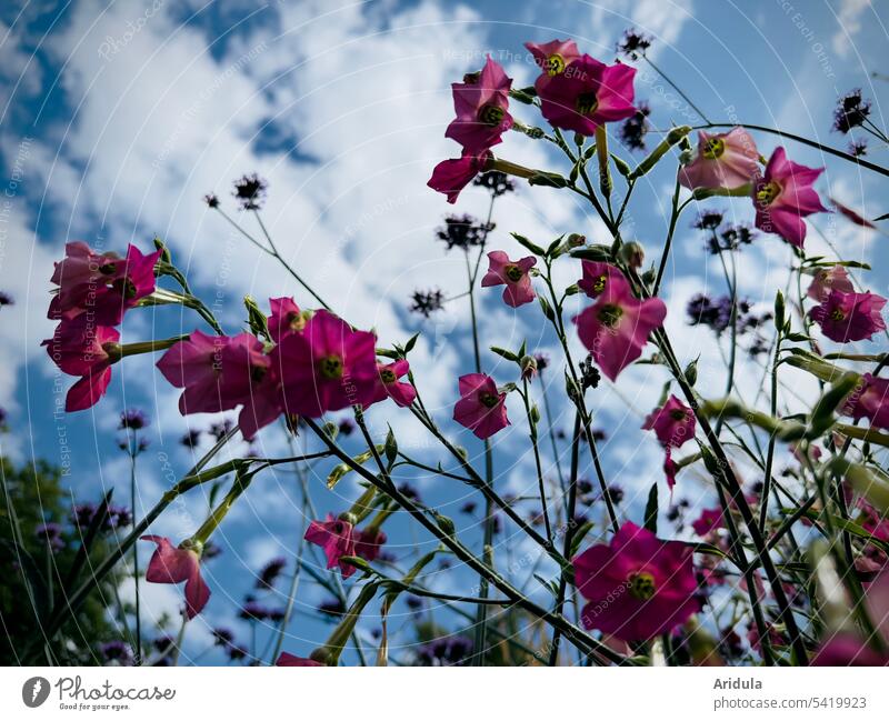 Pink summer flowers against blue sky with white clouds pink Flowerbed Blossom Summer Blue sky Wing tobacco pretty