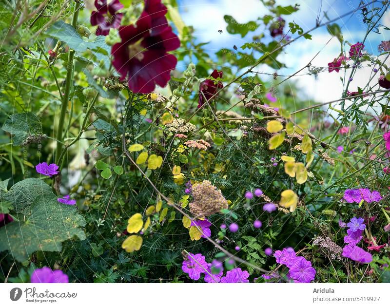 Summer flowers splendor Summerflower Flowerbed Sun blossoms Hollyhock blue sky with clouds Beautiful weather Yellow pink Pink Red