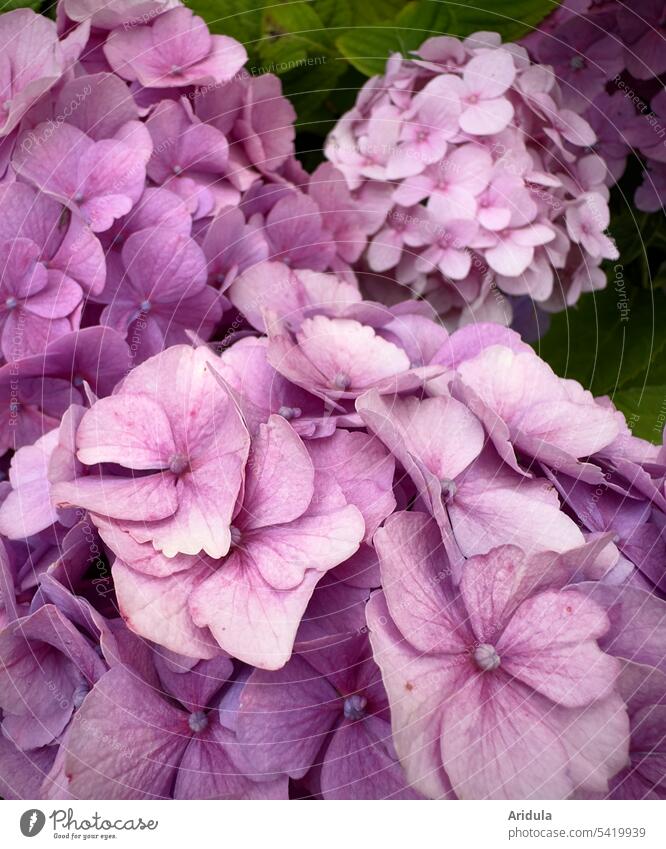 Hydrangea in pink / pink Flower late summer Blossom Pink Plant Close-up Hydrangea blossom Detail Garden Nature Blossoming Summer