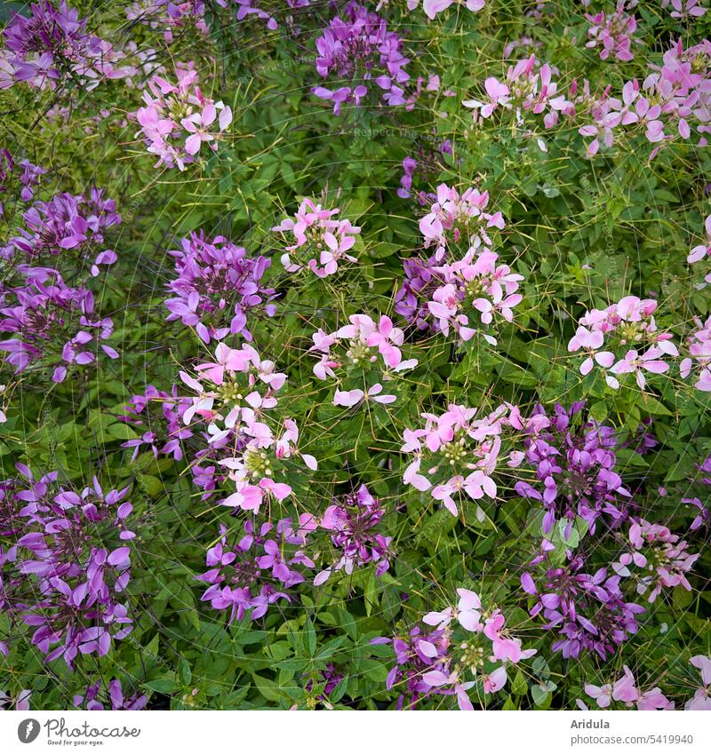 Hassler spider plant Flower flowers Flowerbed summer flower Blossom Summer Pink purple Violet Garden pink Plant blossom Green Summery