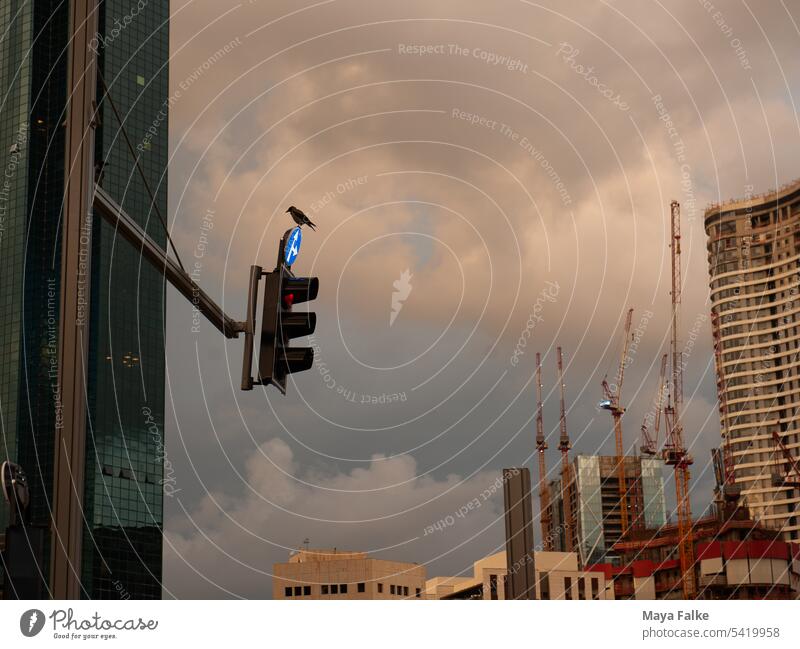 Bird sitting on traffic light in city built up with construction sites cityscape Traffic light Construction site City Upward Skyline Exterior shot Colour photo