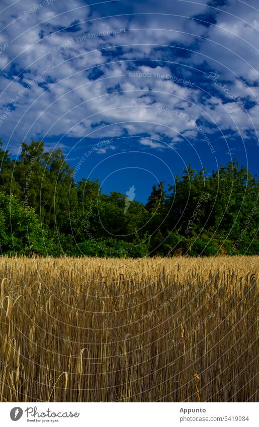 Landscape triad of ripe grain field, green leafy trees and blue sky (Central European cultural landscape) Grain Grain field Agriculture Manmade landscape Blue