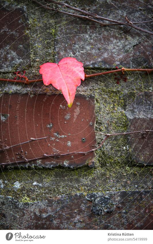 single red leaf from wild vine on brick wall Virginia Creeper creeper Autumn Autumn leaves foliage Leaf Red Autumnal Autumnal colours Wall (barrier) Brick